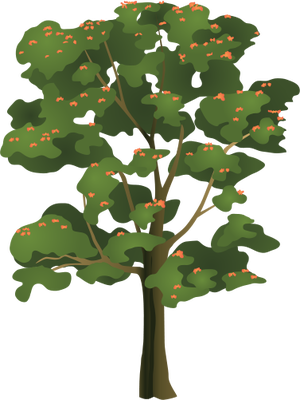 Top With Png Tropical Trees - Tulip Tree Clipart (300x400)