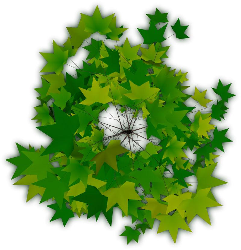 Trees Top Png Image - Top View Of Tree (800x830)