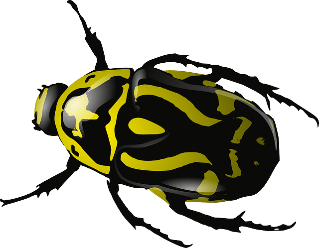 Free Vector Graphic - Beetles Clipart (640x498)