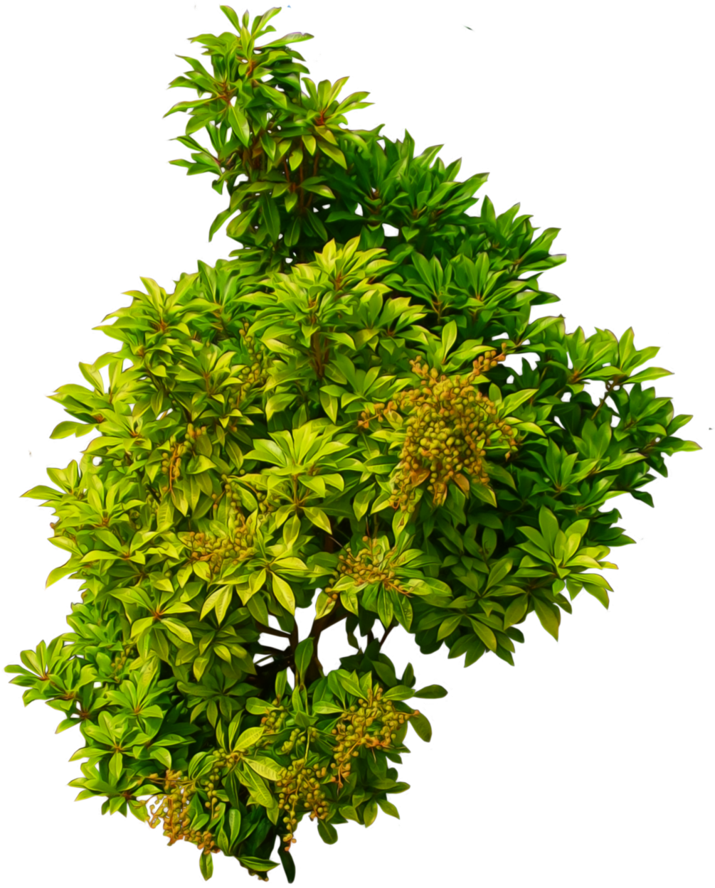 Shrub 01 Png - Shrub Top View Png (1024x1323)