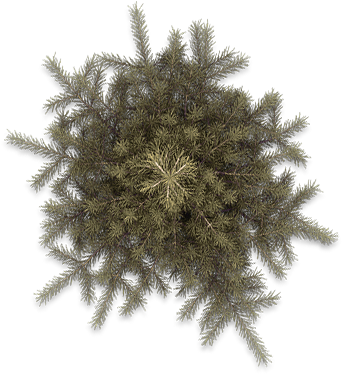 Pine Tree Top View Png Pine Tree Top View Png Pine2a - Jumping Cholla (453x400)