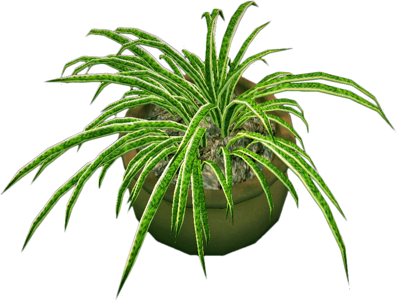 Round Potted Plant /import - Spider Plant Transparent Background (817x621)