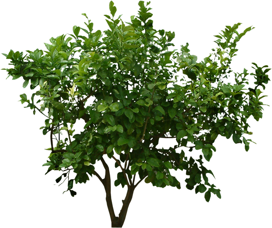 Bush Png Image With Trees Top View Psd - Bush Png (1024x819)