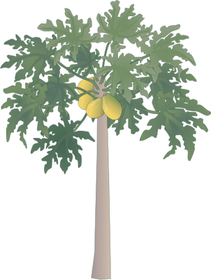 Papaya Tree - Papaya Tree Clipart Png (302x400)