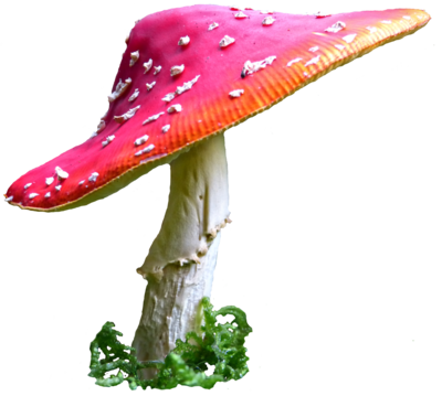 Mushroom 5 Stock By Astoko - Mushroom Png (400x359)