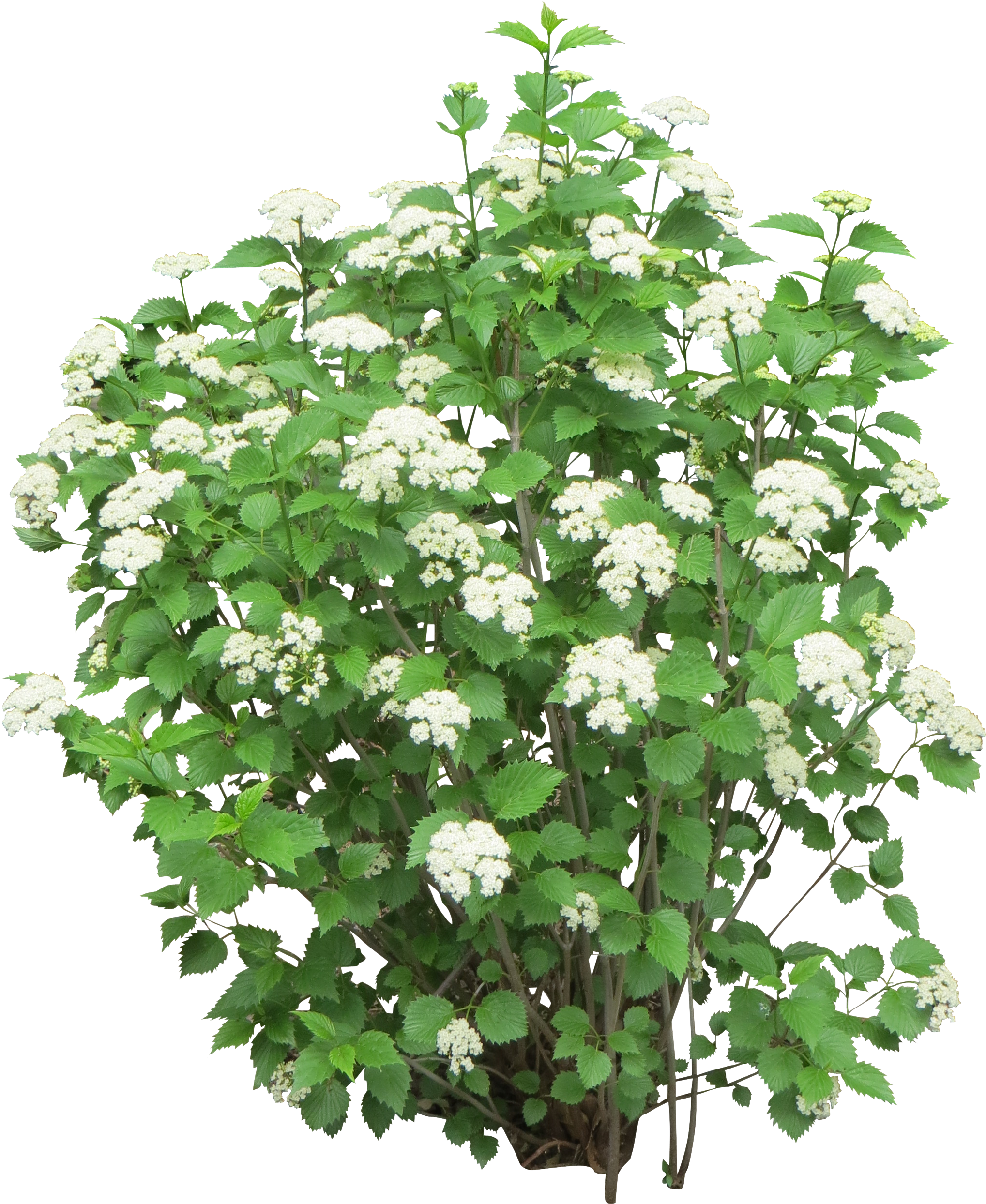 Bush Png Image - Flower Bush Png (2527x2527)