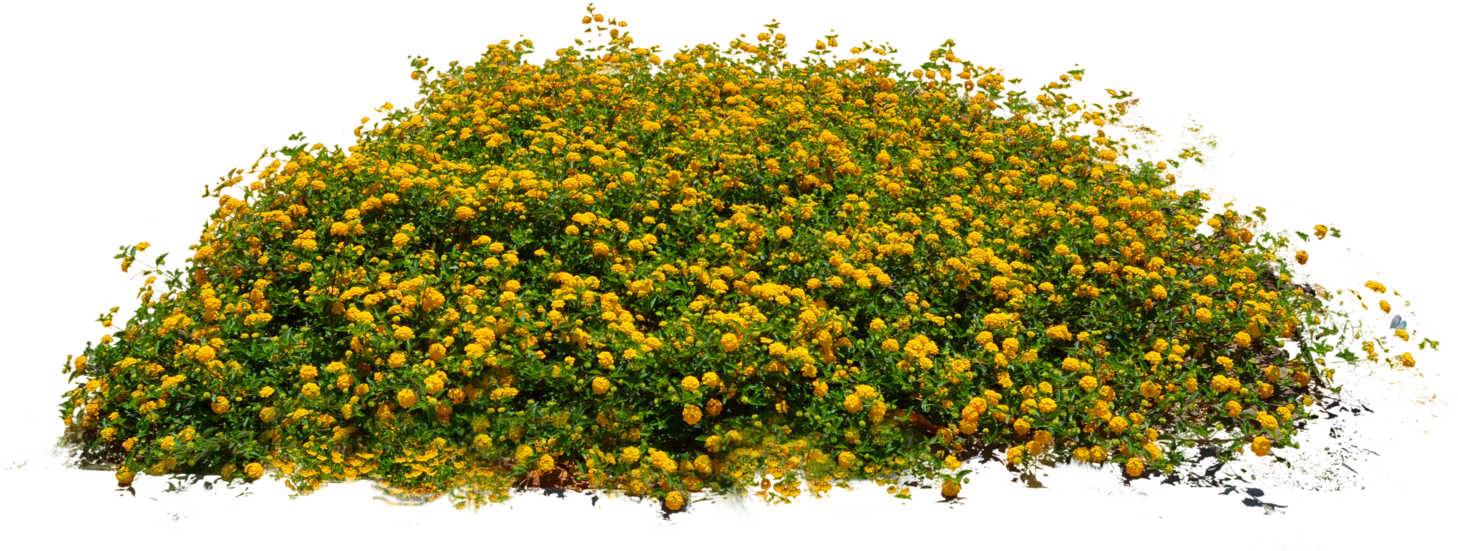 Plant Png Image, Potted Flower - Plants Png (1600x1075)