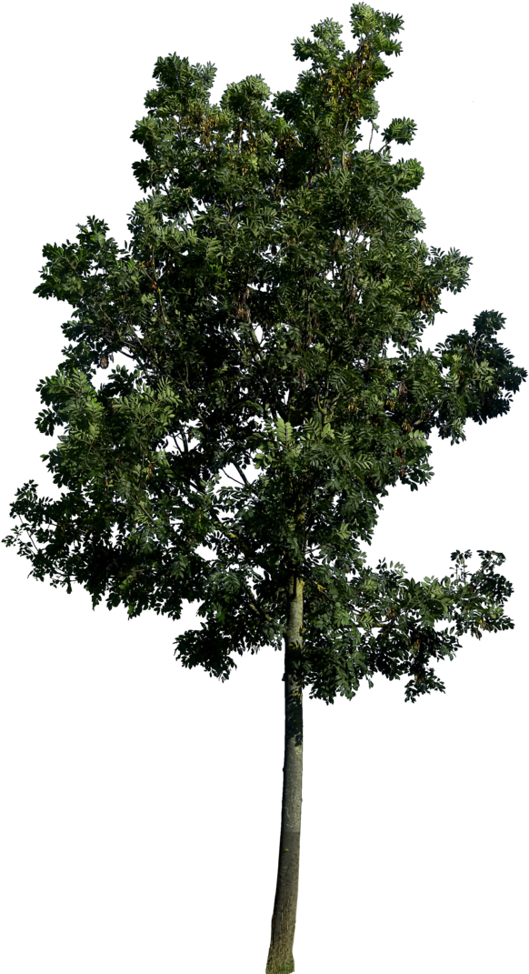 Beautiful Gd Tree Png Hq By Gd With Plants Top View - Tree Png (600x1083)