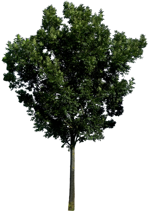 Transparent Png Background Tree Image - Tree Png (600x851)