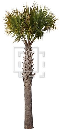 Gallery Of Sharp Palm Tree Parent Category Cutouts - Palm Trees (450x450)