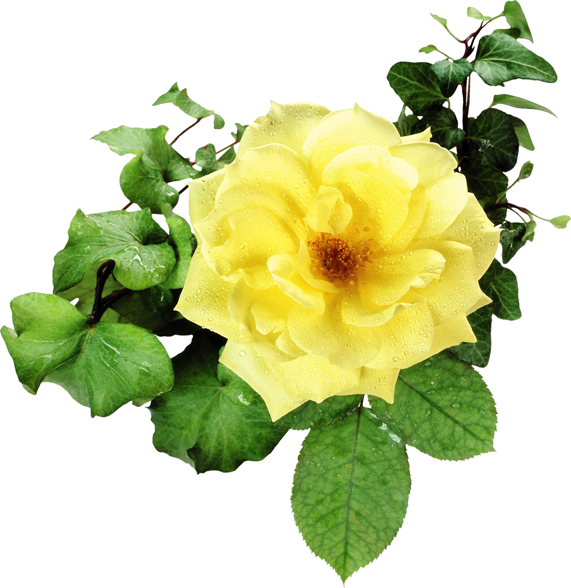 Flower Bouquet Garden Roses Clip Art - Flower Bouquet Garden Roses Clip Art (1164x1200)