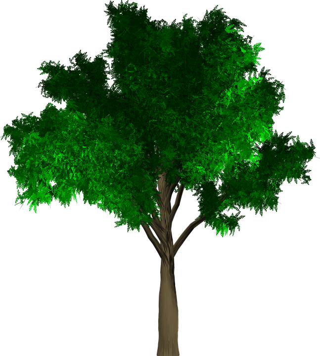 Tree, Isolated, Leaf, Green, Foliage, Branch, Ecology - Yogalogy: The Guide For Yoga Exams (647x720)