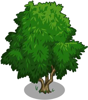 New Mexico Maple (300x400)