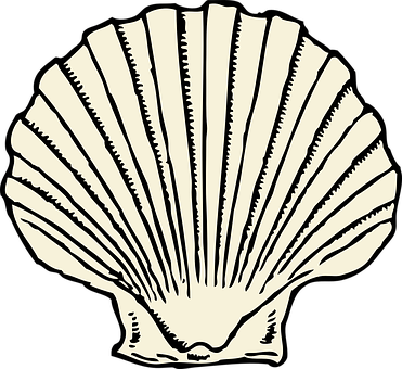 Scallop Clam Shell Seashell Marine Shellfi - Shells Clipart (371x340)