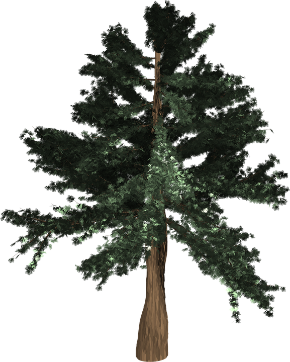 Redwood Tree Cliparts - Lesson (577x720)