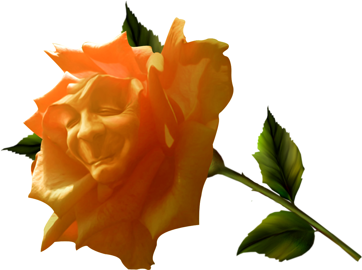 Fairy Tale Garden Roses - Fairy Tale Garden Roses (1206x917)