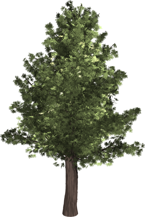 Redwood Tree Cliparts - Tree Front Png (480x720)