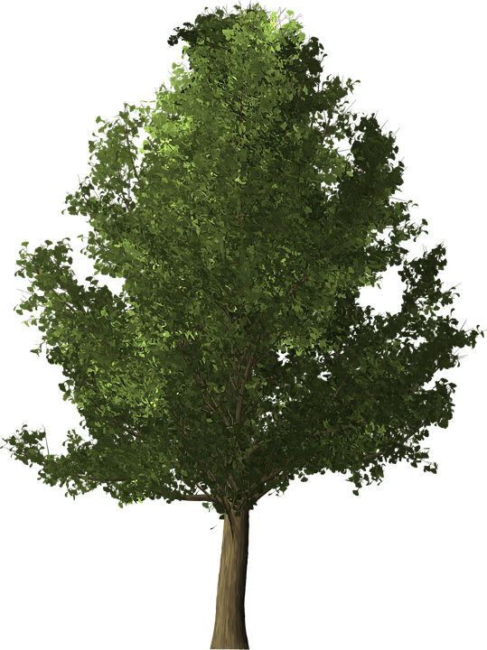 Redwood Tree Cliparts 24, Buy Clip Art - Common Lime Tree Png (539x720)