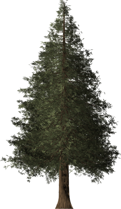 Redwood Tree Cliparts - Cropped Tree (417x720)