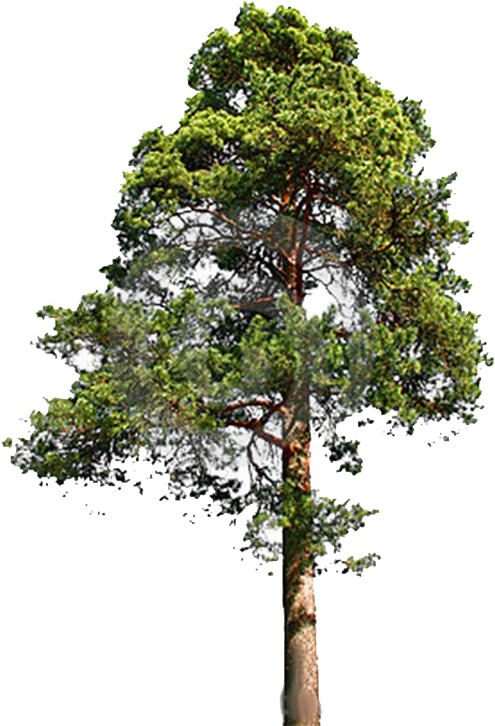 Redwood Trees Clip Art Download - Eastern White Pine Png (564x805)
