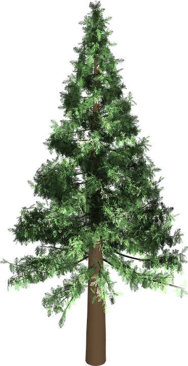 Evergreen Tree 10, Buy Clip Art - Evergreen Tree Transparent (370x720)