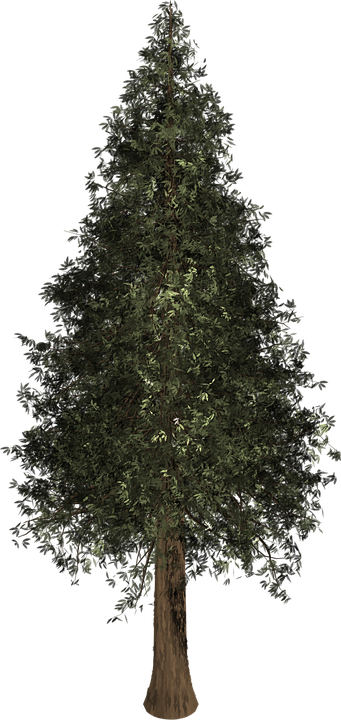 Evergreen Tree Outline 7, Buy Clip Art - Pine (341x720)