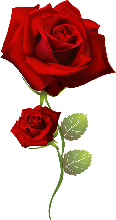 Resultado De Imagen Para Rosas Rojas Png Para Photoshop - Роза На Прозрачном Фоне (369x700)
