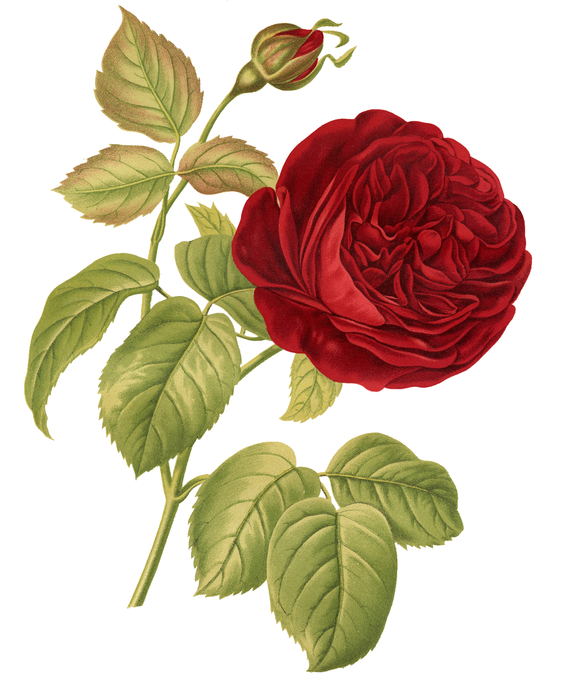Rose Botany Botanical Illustration Flower Illustration - Rose Botany Botanical Illustration Flower Illustration (1164x1416)