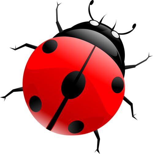 Clipart Coccinelle - Portable Network Graphics (499x500)