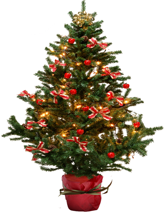 Image - Small Christmas Tree Png (671x893)