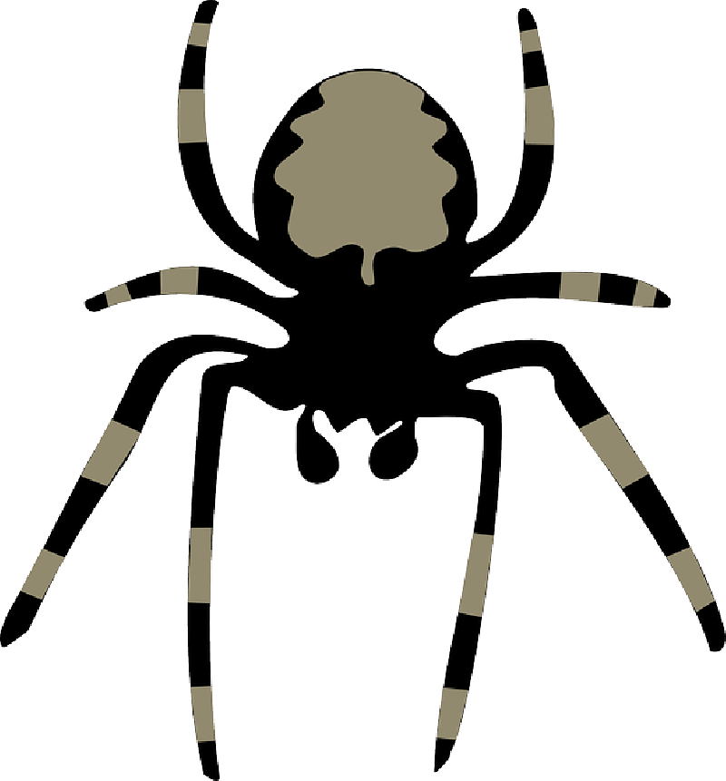 Horror Spider, Insect, Arachnoid, Animal, Nature, Fear, - Clip Art Spider (800x861)