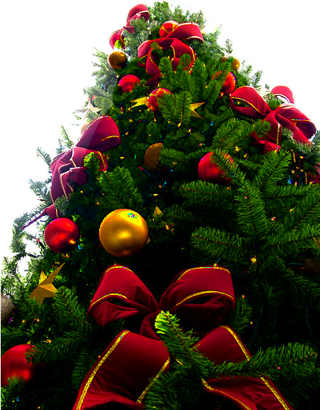 Christmas Tree Png - Christmas Tree Png Transparent (450x600)