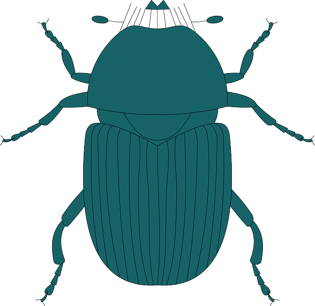 Legs Top, Green, View, Dark, Wings, Insect, Beetle, - Beetle (640x620)