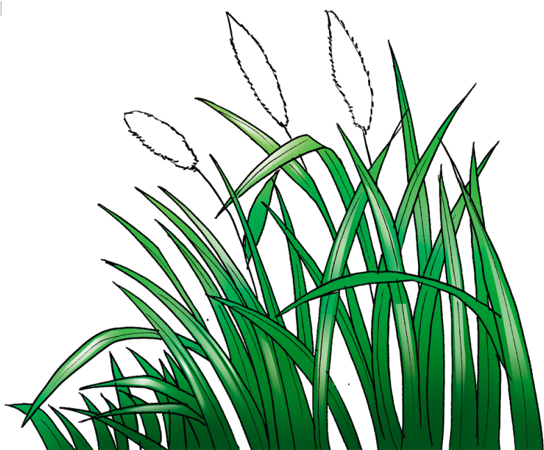 Gambar Rumput - Sketsa Rumput (800x800)