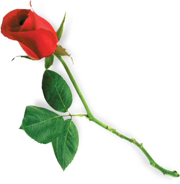Garden Roses Flower - Роза Пнг (660x689)