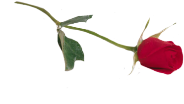 Rose - Single Rose Png (400x302)