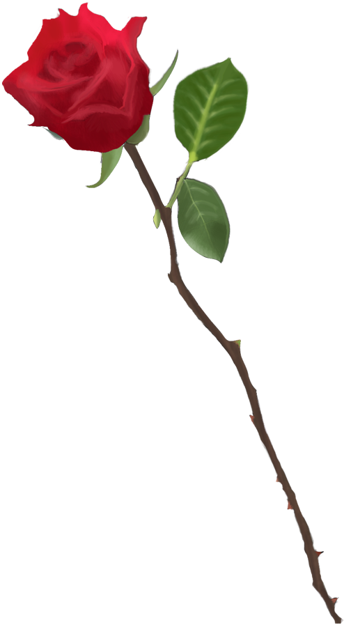 Drawn Red Rose Transparent - Rose Stems With Thorns (494x900)