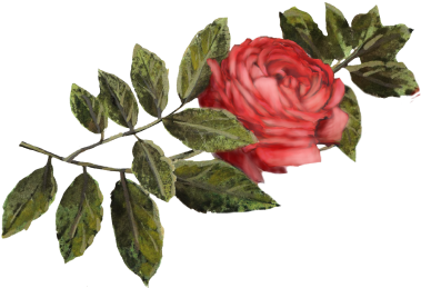 Crimson Rose - Pink Tea Rose (555x382)