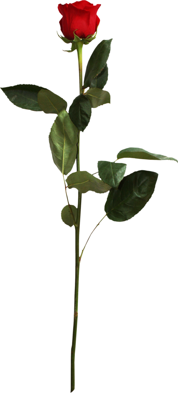 Red Rose By Pequesarah On Deviantart Red Rose By Pequesarah - Single Red Rose Png (603x1325)