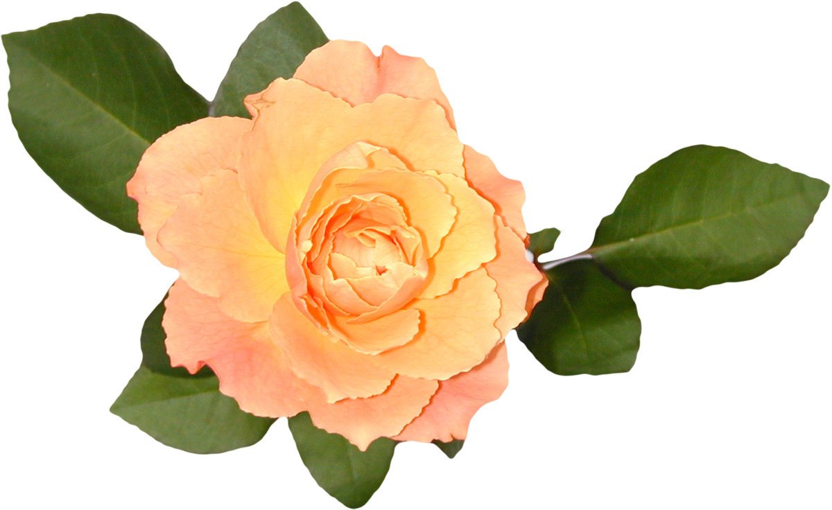 Garden Roses Floribunda Cabbage Rose China Rose Rose - Syntymäpäiväkutsut (1200x736)