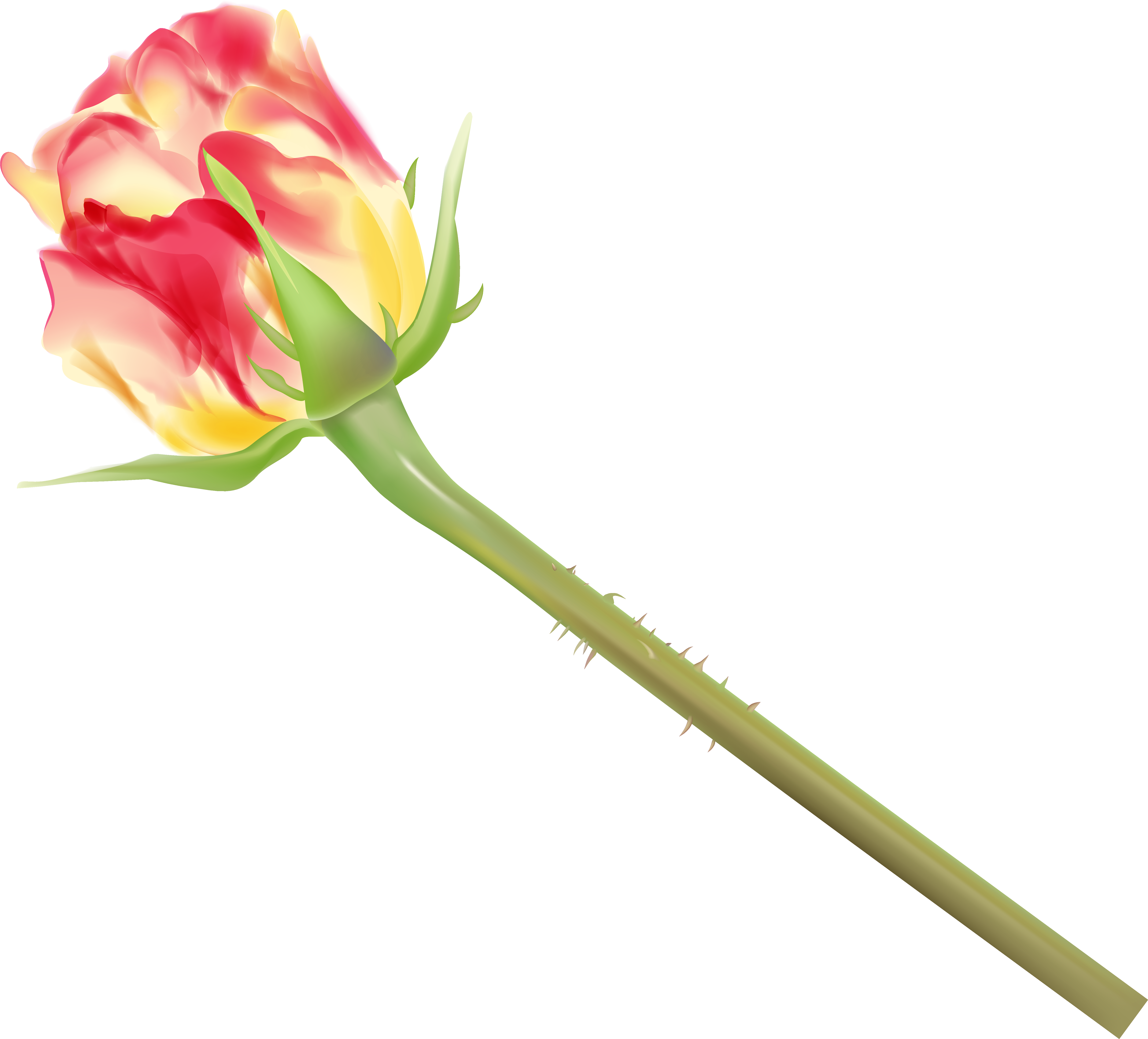Rosebud - Yellow - Rose (6266x5666)