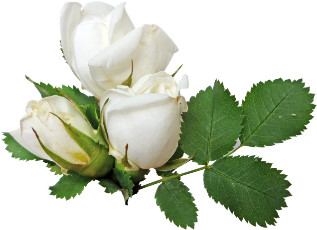 White Rose Transparent Png - White Rose Transparent Background (650x518)