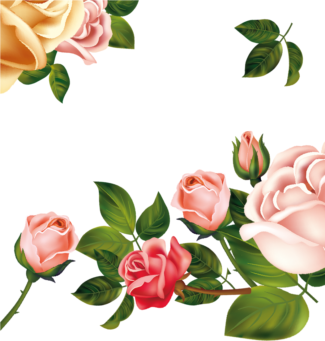 Garden Roses Beach Rose Centifolia Roses Pink - Garden Roses Beach Rose Centifolia Roses Pink (1050x1127)