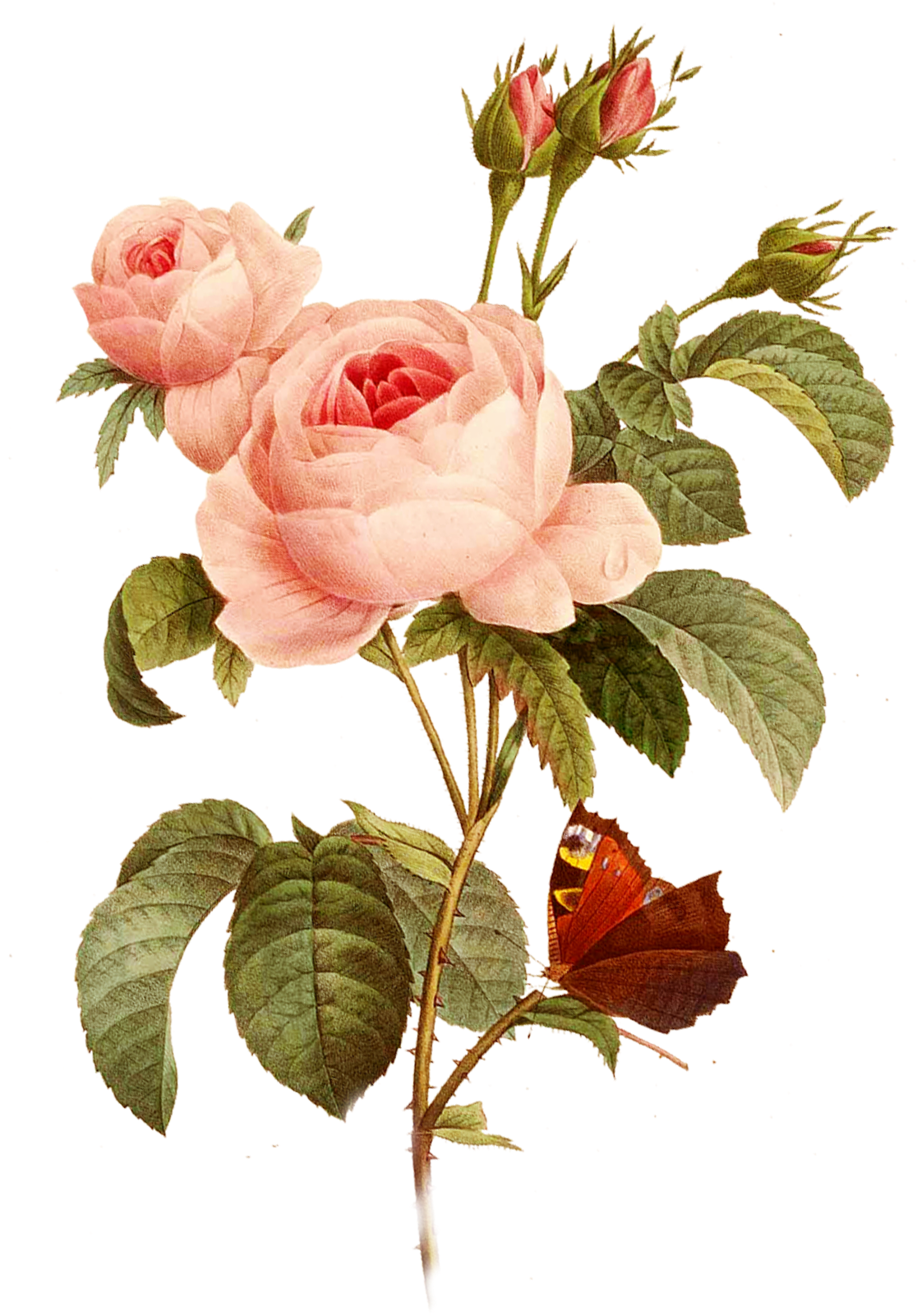 Garden Roses Paper Decoupage Centifolia Roses Drawing - Garden Roses Paper Decoupage Centifolia Roses Drawing (1115x1610)