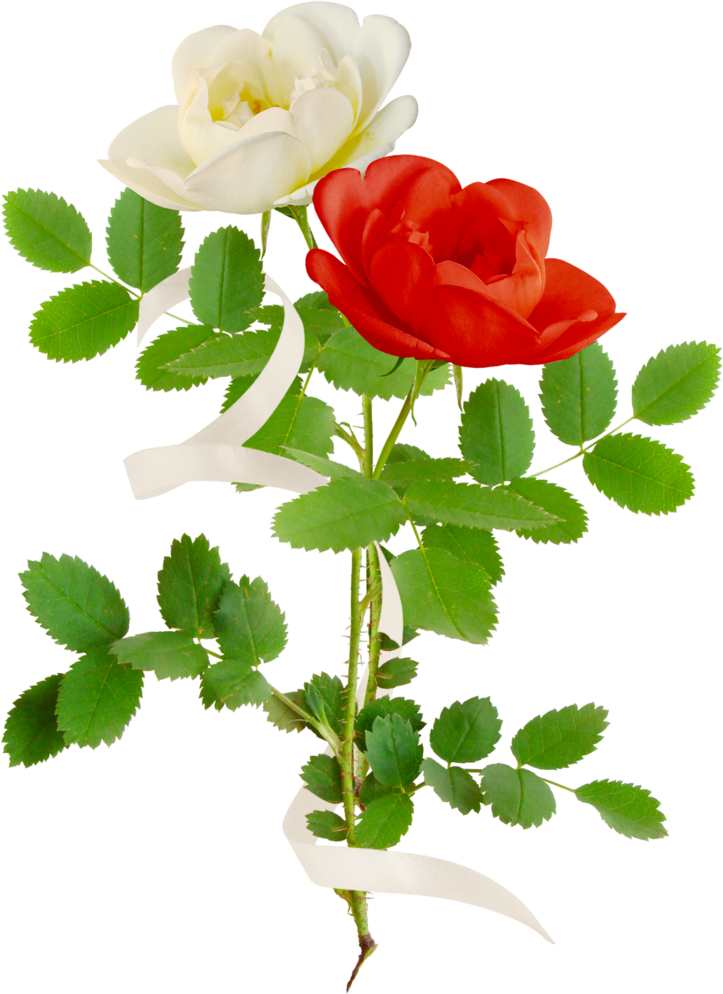 Garden Roses Flower Painting Clip Art - Garden Roses Flower Painting Clip Art (1031x1474)