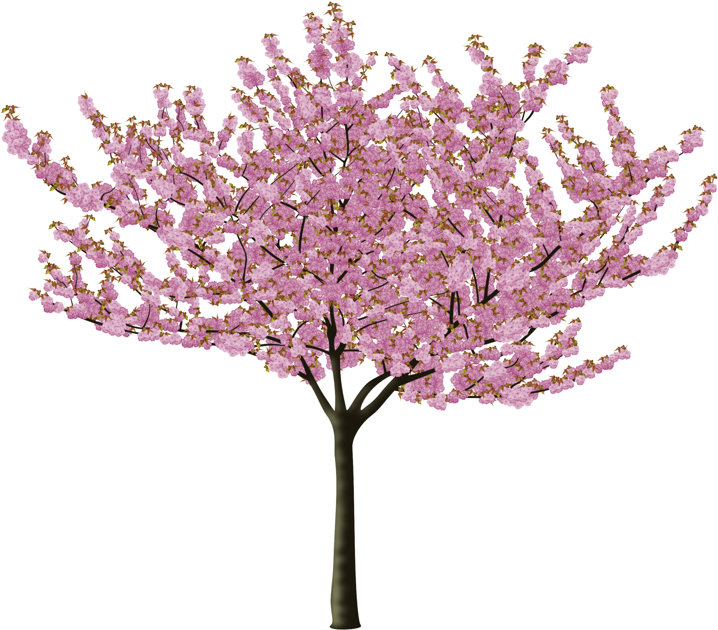 Cherry Blossom - Japanese Cherry Blossom Tree Vector (2538x2277)