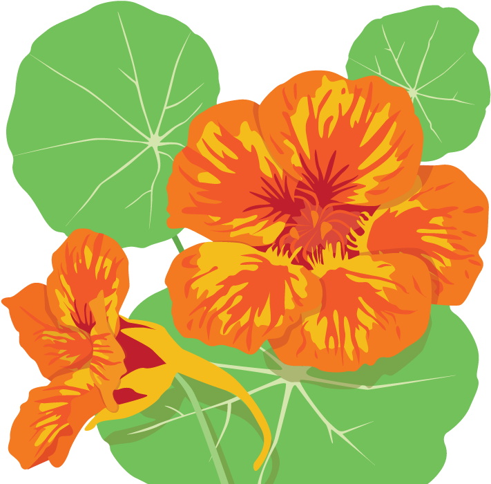 Nasturtium Illustration - Illustration (960x700)
