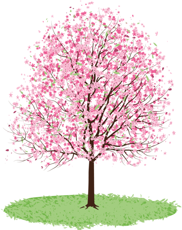 Spring Tree Cliparts - Cherry Blossom Tree Transparent (640x764)