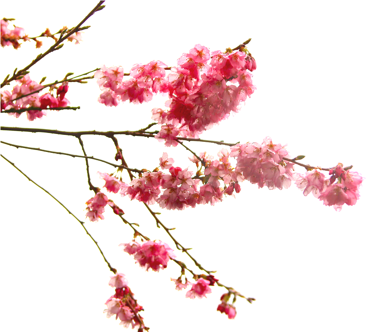 High-quality Cherry Blossom Cliparts Image - Blossom (1024x683)