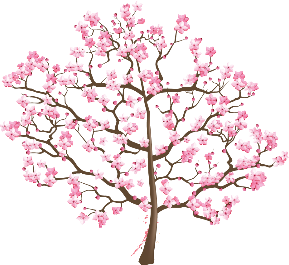 Cherry Blossom Tree Suzuki Association Of The Americas - Cherry Blossom.